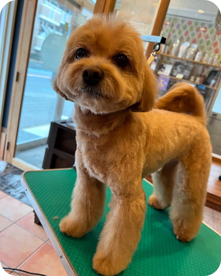 Instagramでも情報を発信しています