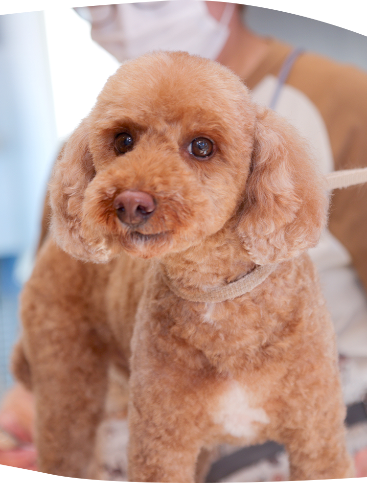 ワンちゃんのお風呂屋さん あぱらぎ