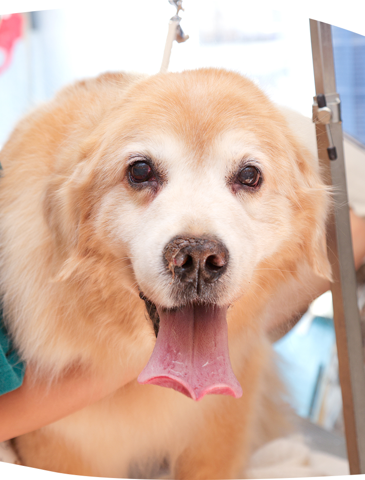 ワンちゃんのお風呂屋さん あぱらぎ