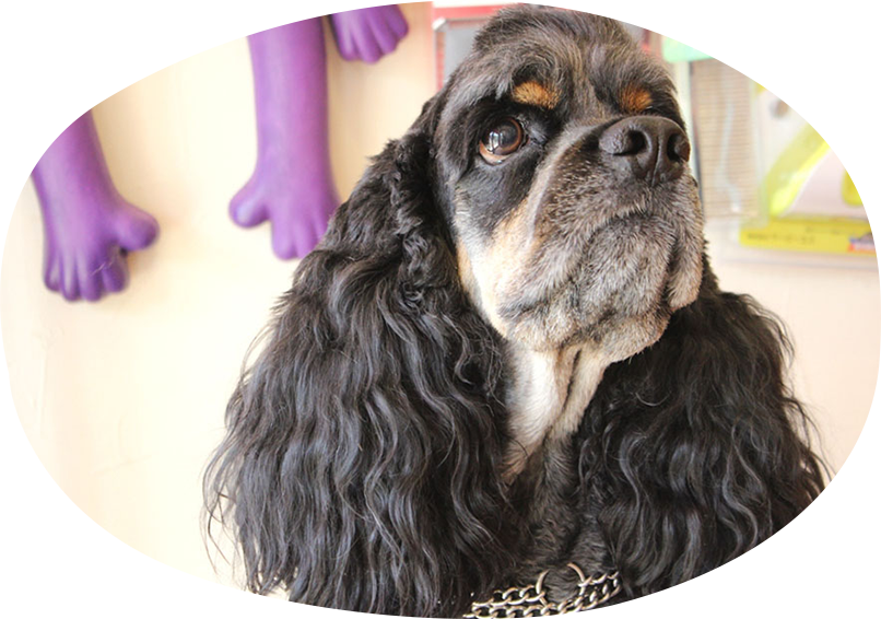 トリミングメニュー&料金